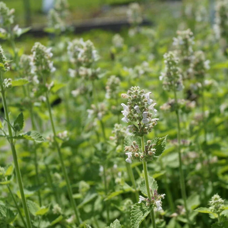 Nepeta cataria ssp. citriodora - Illatos macskamenta