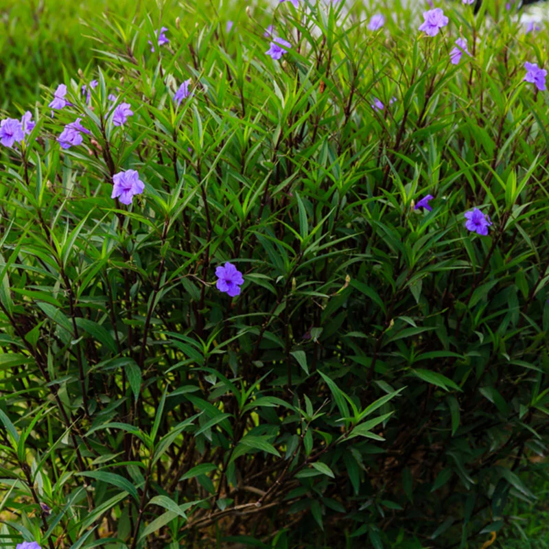 Ruellia brittoniana - Mexikói petúnia