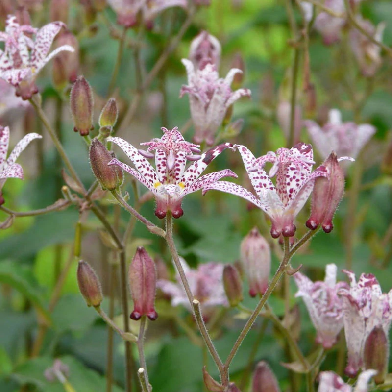 Tricyrtis hirta - Borzas púpliliom