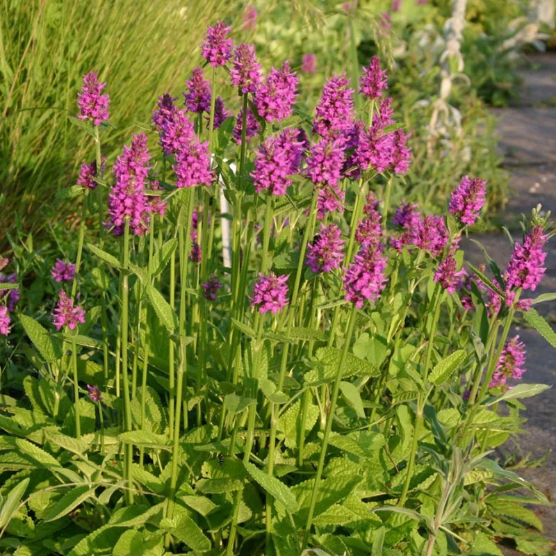Stachys monieri 'Hummelo' - Nagyvirágú tisztesfű