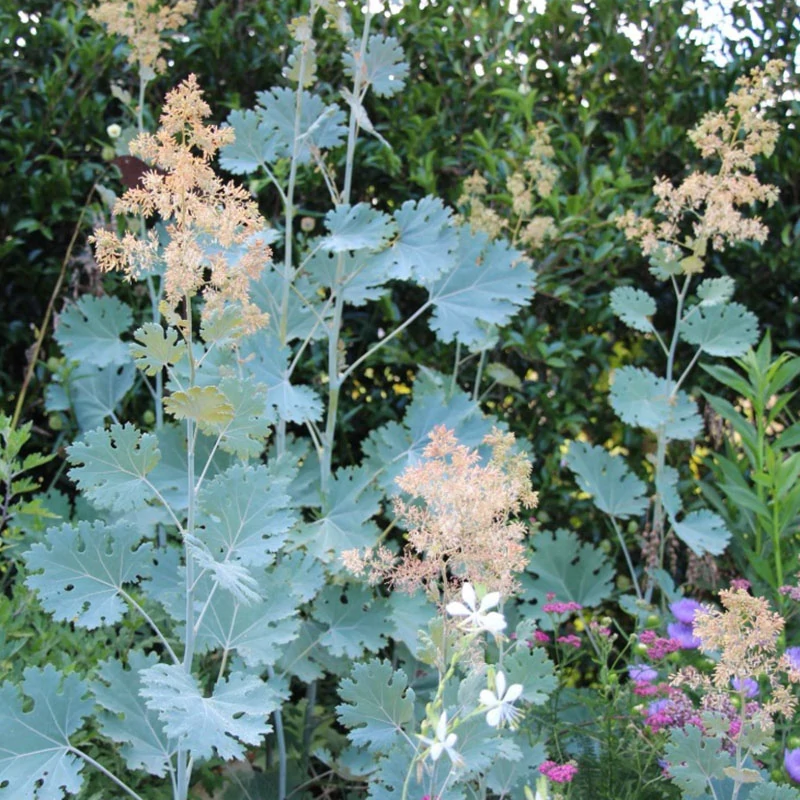 Macleaya cordata - Mákkóró