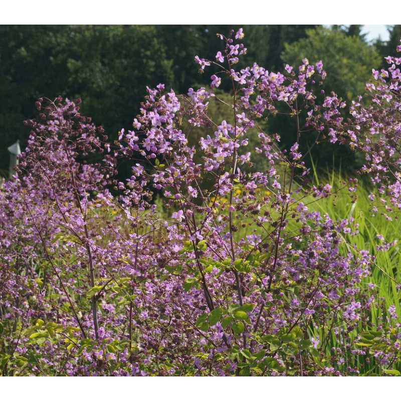 Thalictrum rochebruneanum - Pompás borkóró