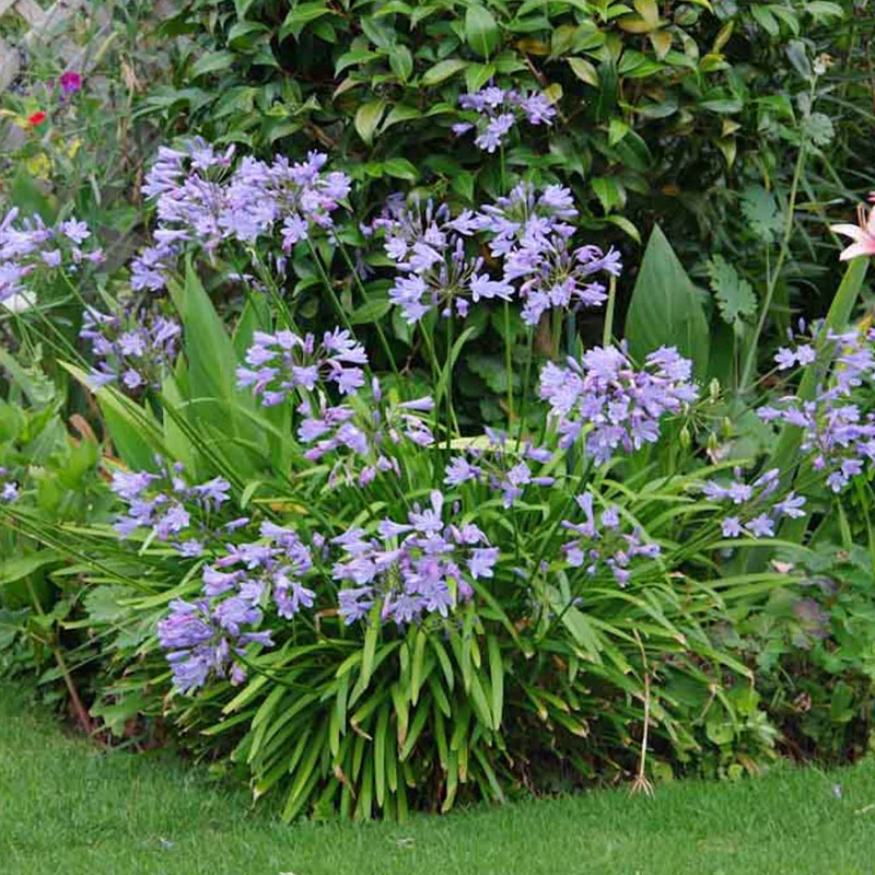 Agapanthus 'Peter Pan' - Szerelemvirág
