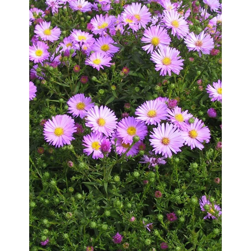 Aster dumosus 'Herbstgrüß von Bresserhof' - Törpe őszirózsa