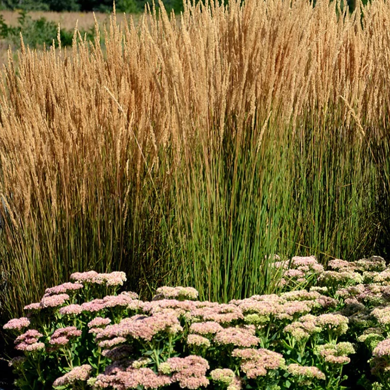 Calamagrostis × acutiflora 'Karl Foerster' - Nádtippan