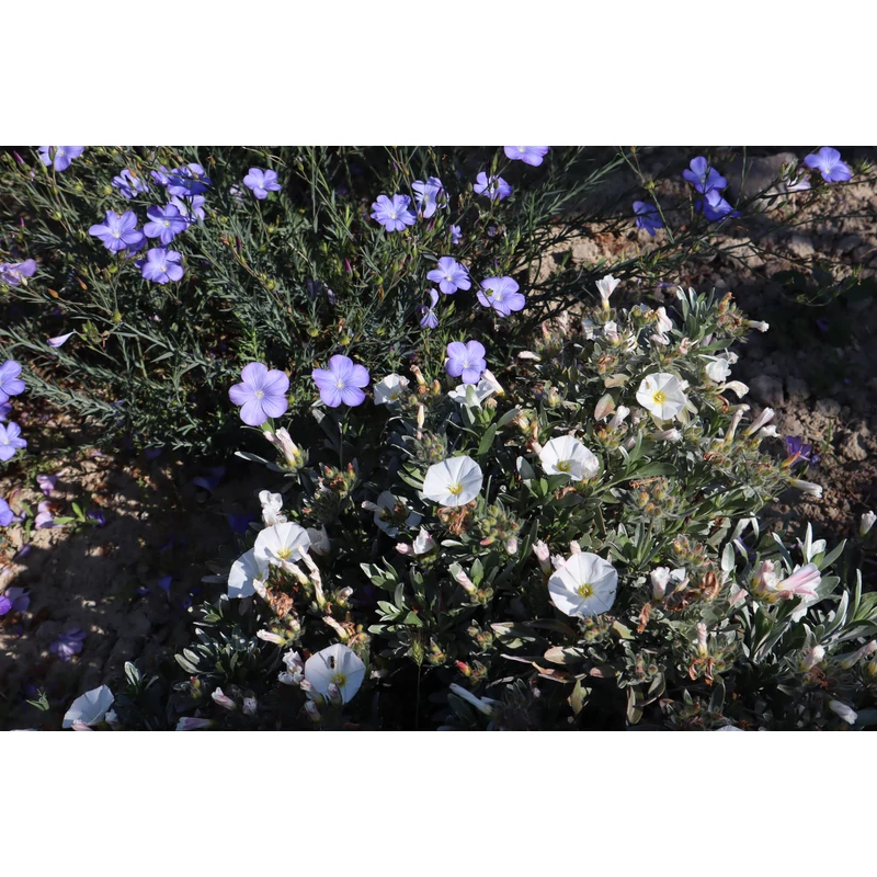 Convolvulus cneorum - Ezüstös szulák