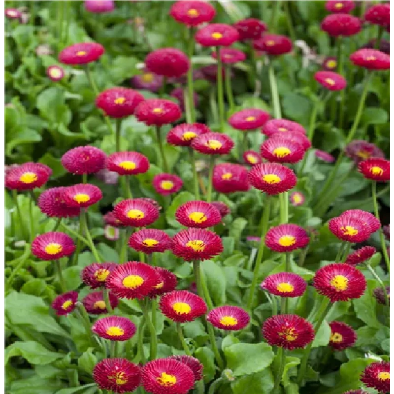 Bellis perennis 'Tasso' sorozat - Százszorszép