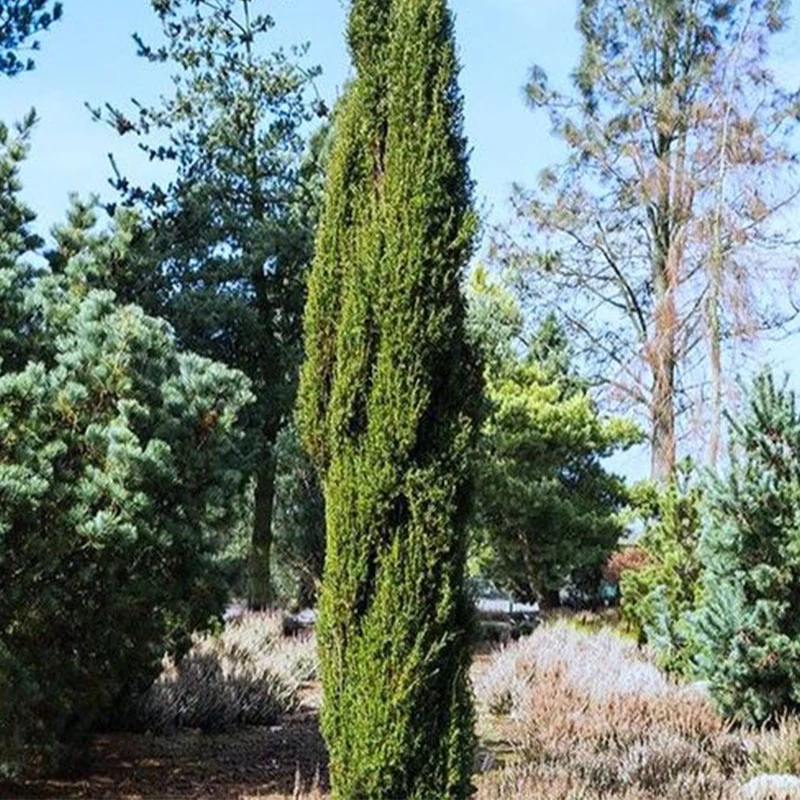 Juniperus communis 'Arnold' - Közönséges boróka