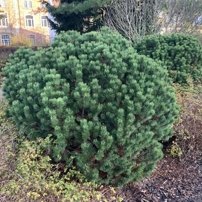 Pinus mugo 'Gnom' - Havasi törpefenyő