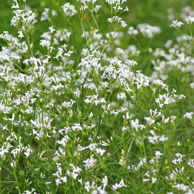 Asperula aristata ssp. scabra - Mediterrán müge faj