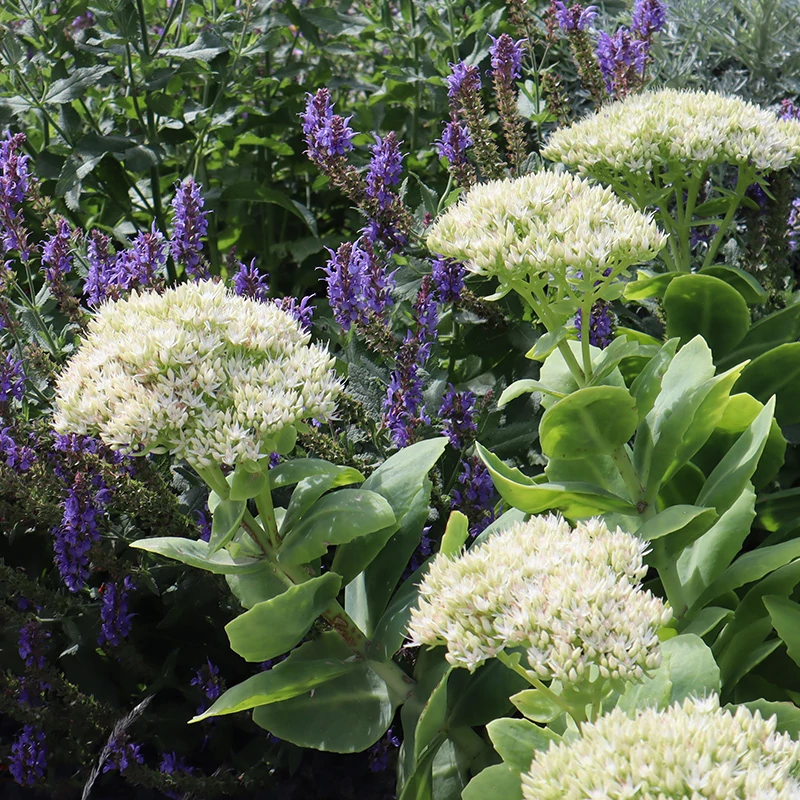 Sedum spectabile 'Stardust' - Pompás varjúháj