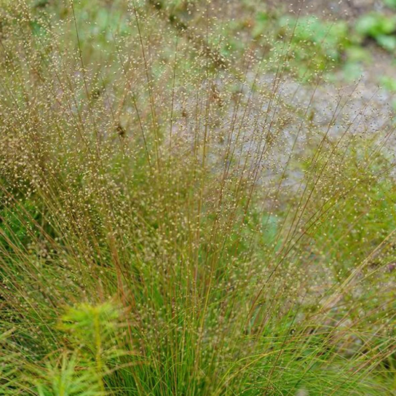 Sporobolus heterolepis 'Blaunebel' - Özönfű