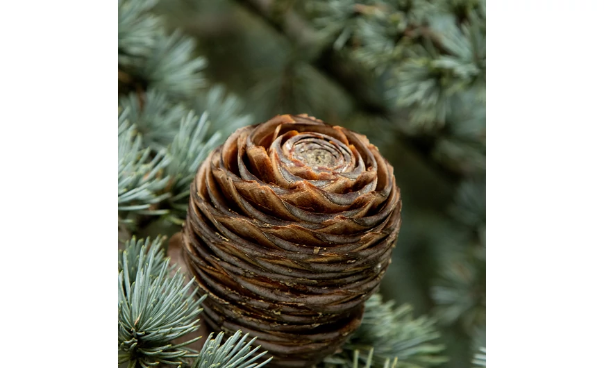 A legkisebbektől a legnagyobbig – utazás a tobozok körül