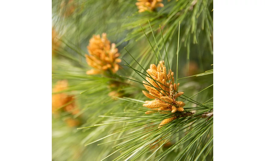 Minden hónapra egy növény